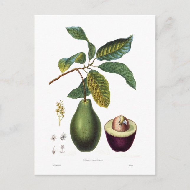 Carte Postale Avocado (Persea americana) (Devant)