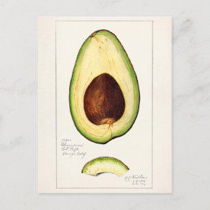 Carte Postale Avocado (Persea) Peinture d'aquarelle aux fruits