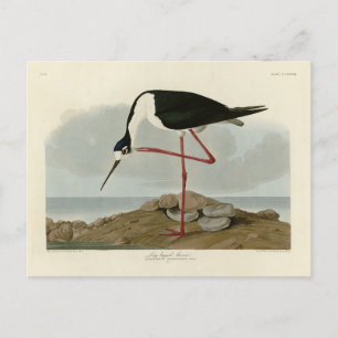 Carte Postale Avocet à pattes longues provenant d'Audubon's Bird