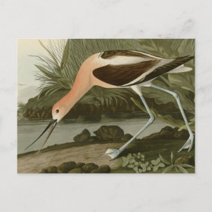Carte Postale Avocet américain