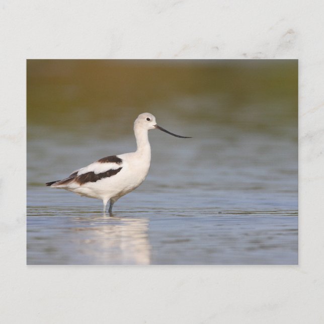 Carte Postale Avocet américain blanc (Devant)
