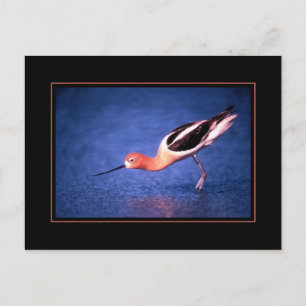 Carte postale Avocet américaine