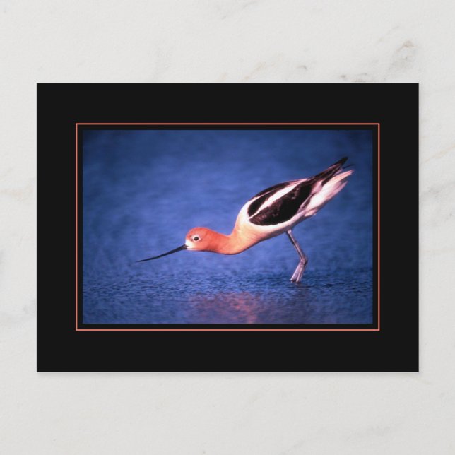Carte postale Avocet américaine (Devant)