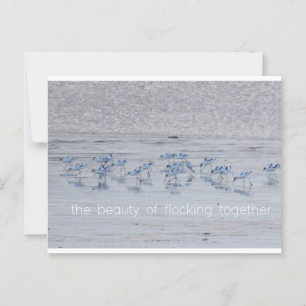 Carte Postale Avocet Beauty
