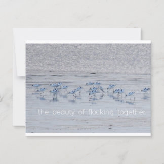 Carte Postale Avocet Beauty