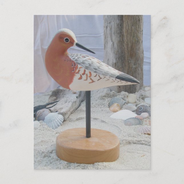 Carte postale Avocet "Slick" (Devant)