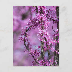 Carte Postale Avondale Redbud Art