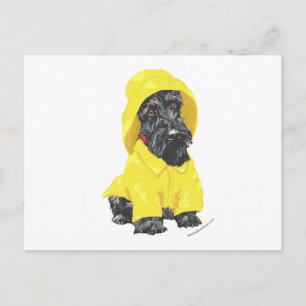 Carte Postale Avril Douches Scottish Terrier