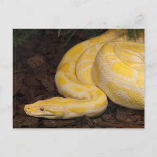 Carte Postale Awesome Yellow Burmese Python
