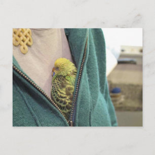 Carte Postale Awwww, So Mignon ! ! ! ! ! ! ! ! ! !