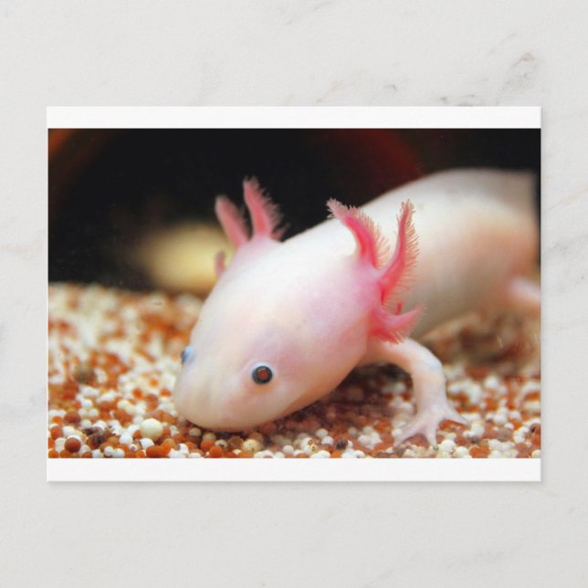 Carte Postale Axolotl (Devant)