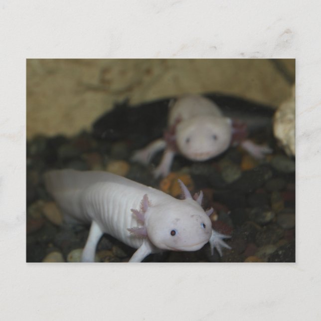 Carte Postale Axolotl # 2 (Devant)