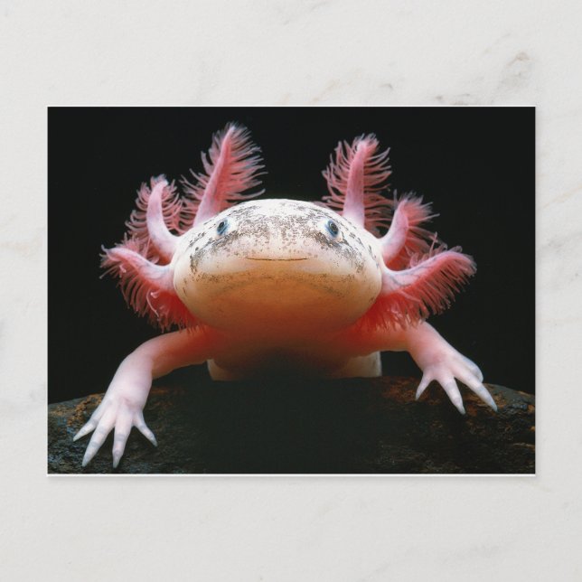 Carte Postale Axolotl Axolotl.png (Devant)