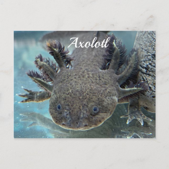 Carte Postale Axolotl mignon (Devant)