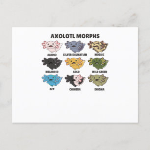 Carte Postale Axolotls Du Monde Sweet Animaux Axolotl