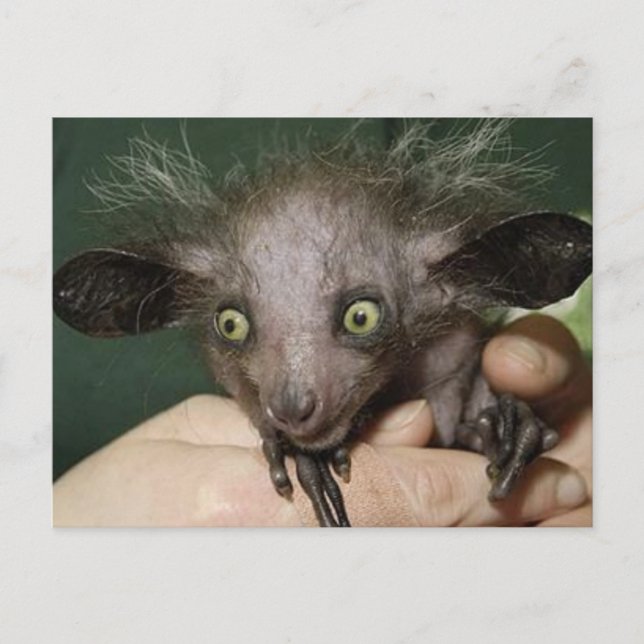 Carte Postale Aye Aye Avec les yeux verts, les oreilles grandes  (Devant)