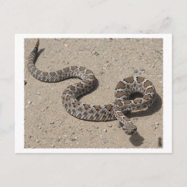 Carte Postale AZ Black Rattlesnake (Ne cliquez pas si squeemish) (Devant)