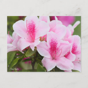 Carte Postale Azalea [Carte postale]