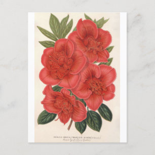 Carte Postale Azalea (Indica) Francois Devos par Charles Lemaire
