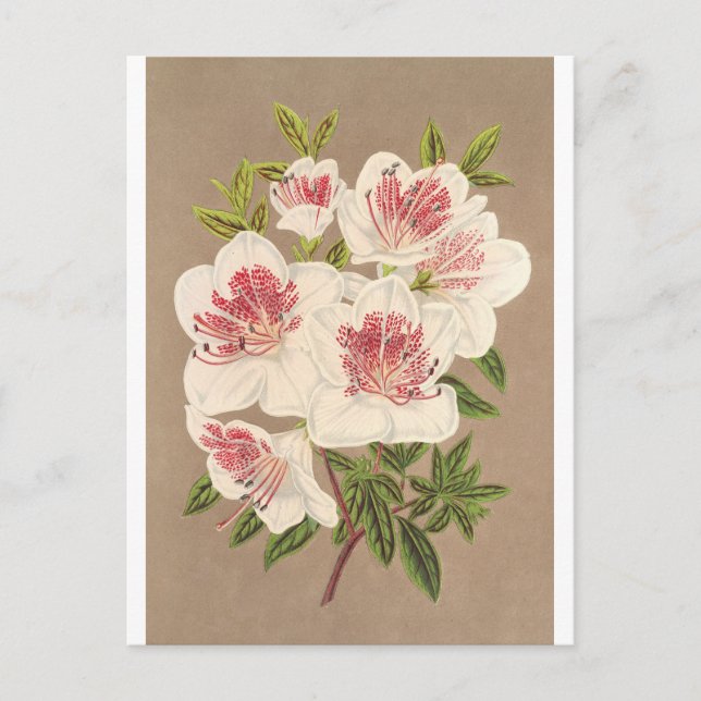 Carte Postale Azalea (indica) Reine des Pays-Bas par Lemaire (Devant)