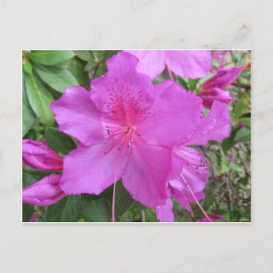 Carte Postale Azalea rose