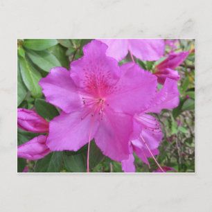 Carte Postale Azalea rose