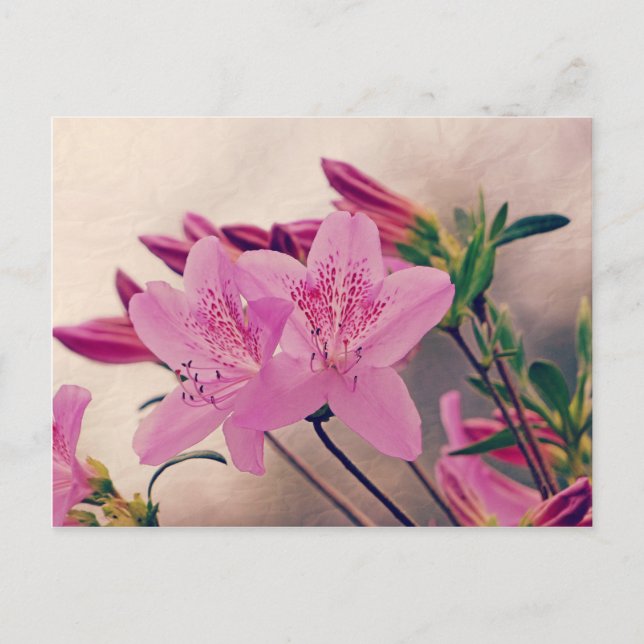 Carte Postale Azaleas (Devant)