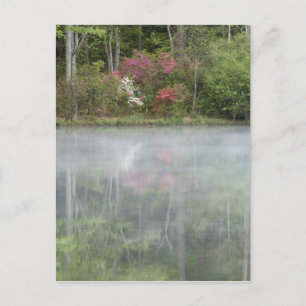 Carte Postale Azaleas se repérant dans un étang au début