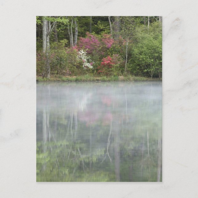 Carte Postale Azaleas se repérant dans un étang au début (Devant)