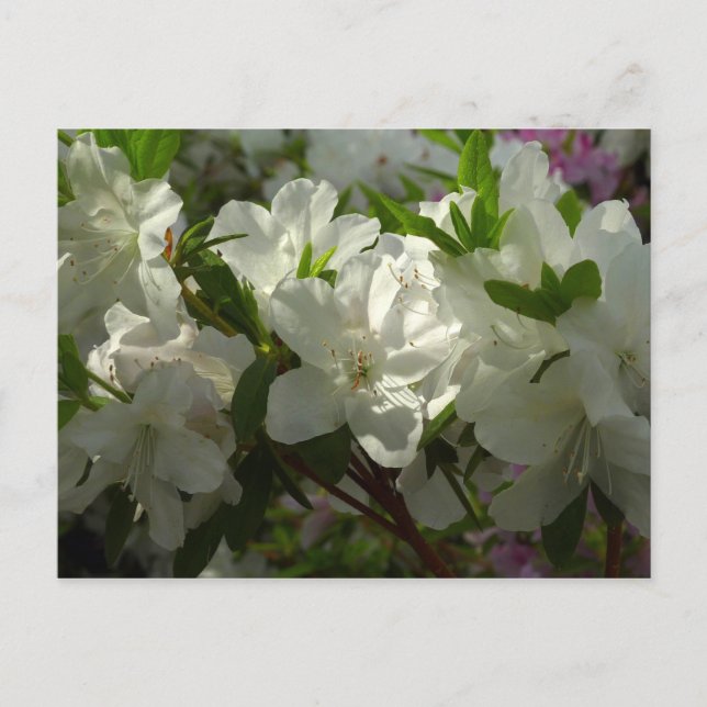 Carte Postale Azalées Blancs Solaires Belles Fleurs De Printemps (Devant)