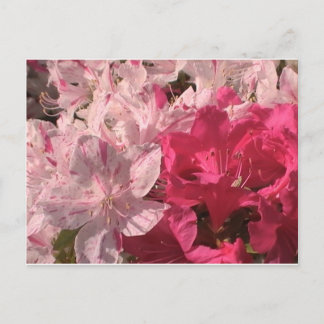 Carte Postale Azalées roses