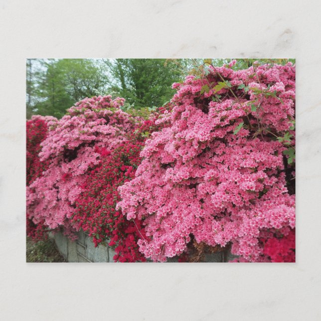 Carte Postale Azalées rouges et roses (Devant)