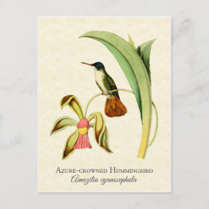 Carte Postale Azure Crowne Hummingbird Art Vintage