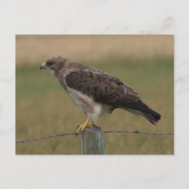 Carte Postale B10 Swainson's Hawk (Devant)