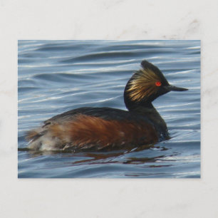 Carte Postale B13 Grebe comblé