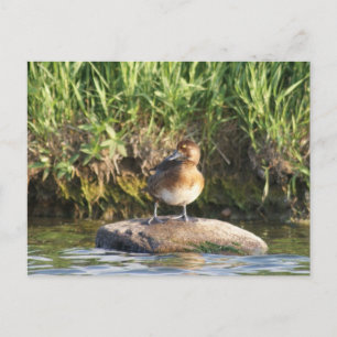 Carte Postale B18 Petit Fuligule