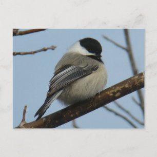 Carte Postale B21 Chickadee noir à capuchon