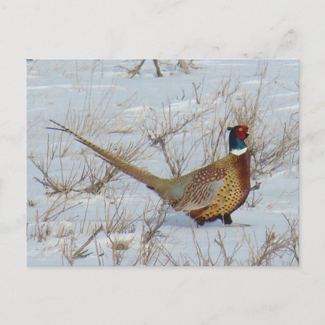 Carte Postale B22 Pheasant à cou circulaire en neige (Devant)