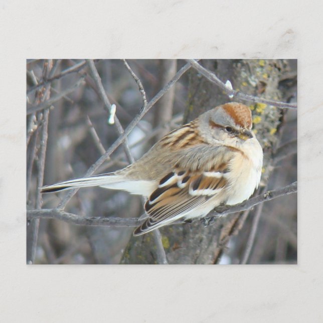 Carte Postale B24 Bruant commun (Devant)