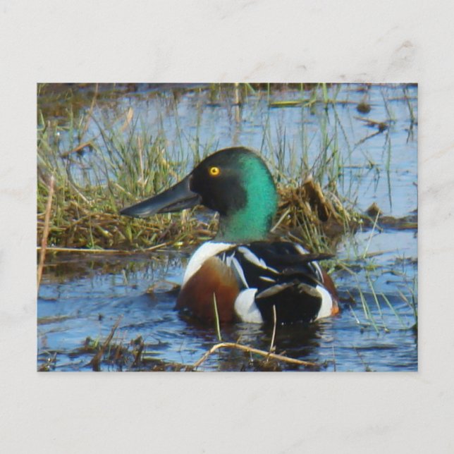 Carte Postale B25 Drake (Devant)