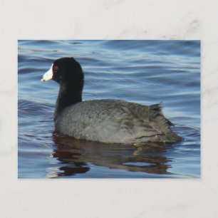 Carte Postale B27 Pied commun