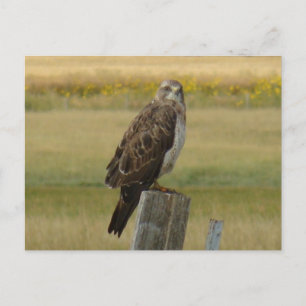 Carte Postale B33 Le faucon de Swainson