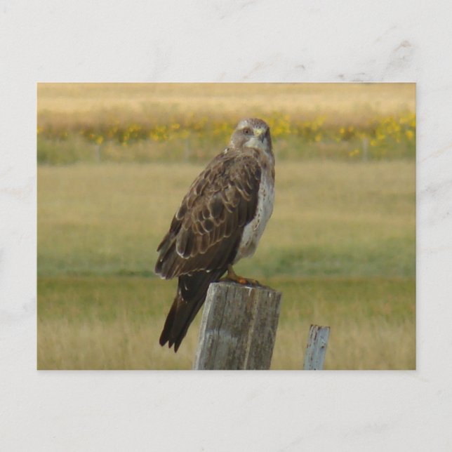 Carte Postale B33 Le faucon de Swainson (Devant)