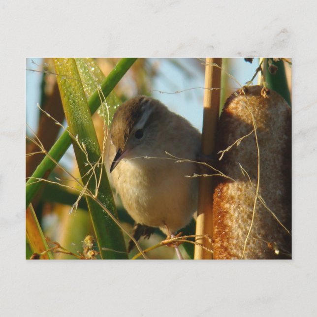 Carte Postale B3 Marsh Wren (Devant)