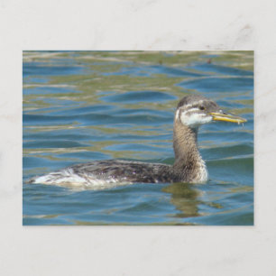 Carte Postale B40 Grèbe jougris juvénile