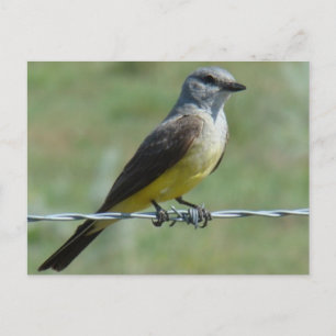 Carte Postale B44 Kingbird occidental