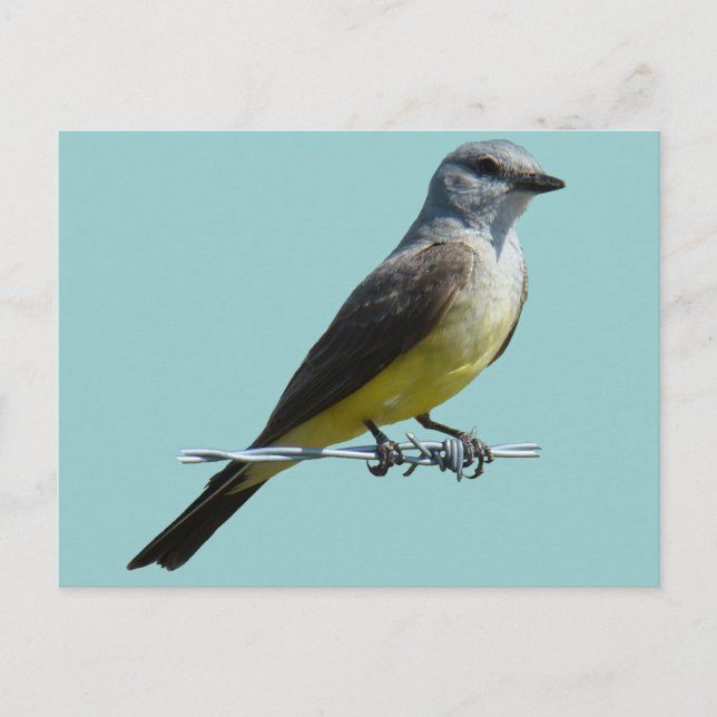 Carte Postale B45 Kingbird occidental (Devant)