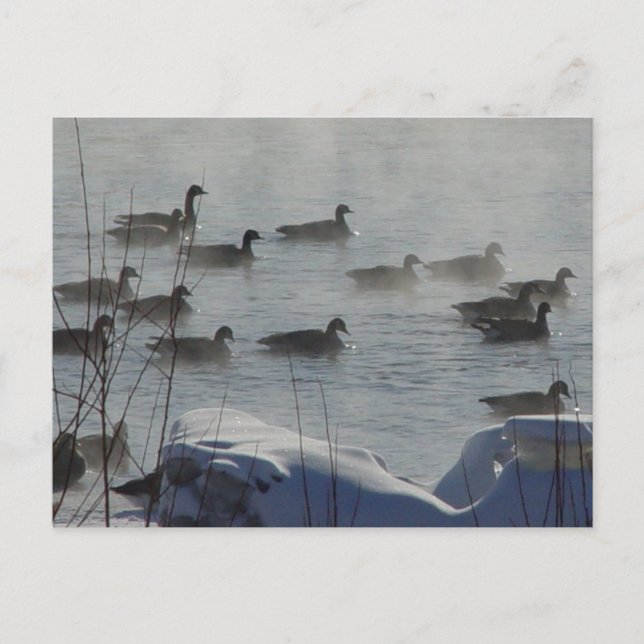 Carte Postale B49 Oies canadiennes sur la rivière gelée (Devant)