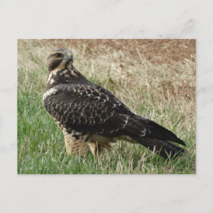 Carte Postale B52 Swainson's Hawk