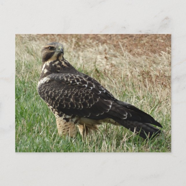 Carte Postale B52 Swainson's Hawk (Devant)